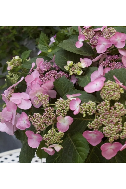Гортензія вюнка ’Crug Coral’